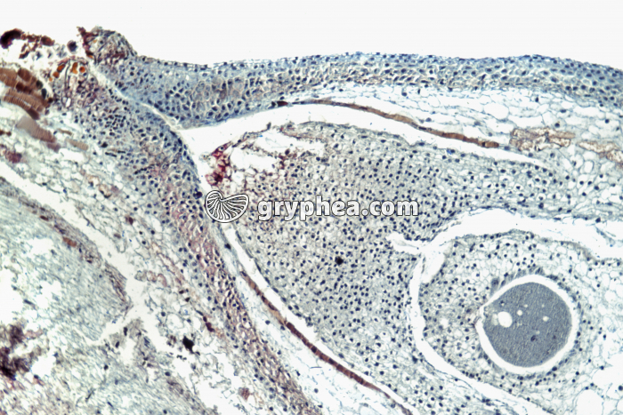 Pin - Ovule de Pin CL x40 - gryphea.com